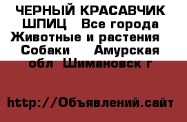 ЧЕРНЫЙ КРАСАВЧИК ШПИЦ - Все города Животные и растения » Собаки   . Амурская обл.,Шимановск г.